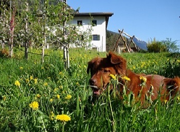 Südtirol bei Meran